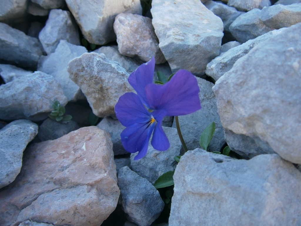 Фиалка. И на камнях растут цветы. А в горах они ещё сильно и вкусно пахнут!