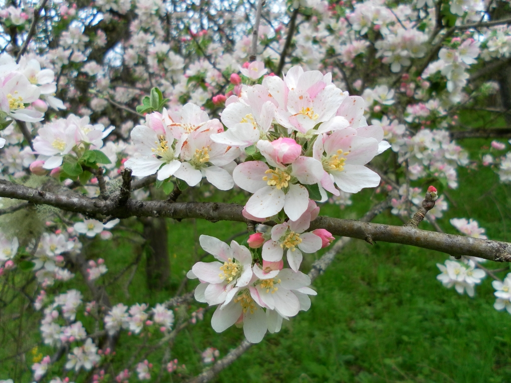 Яблоня цветет на кордоне Киша
