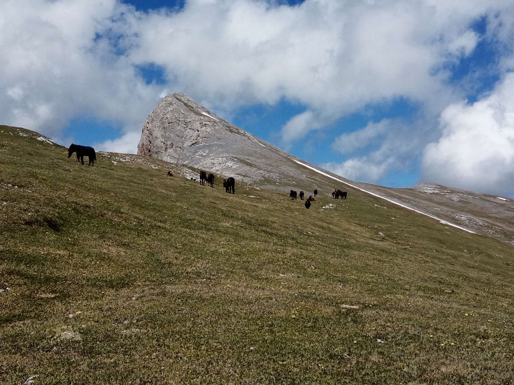 На склонах горы Дженту пасутся табуны лошадей.