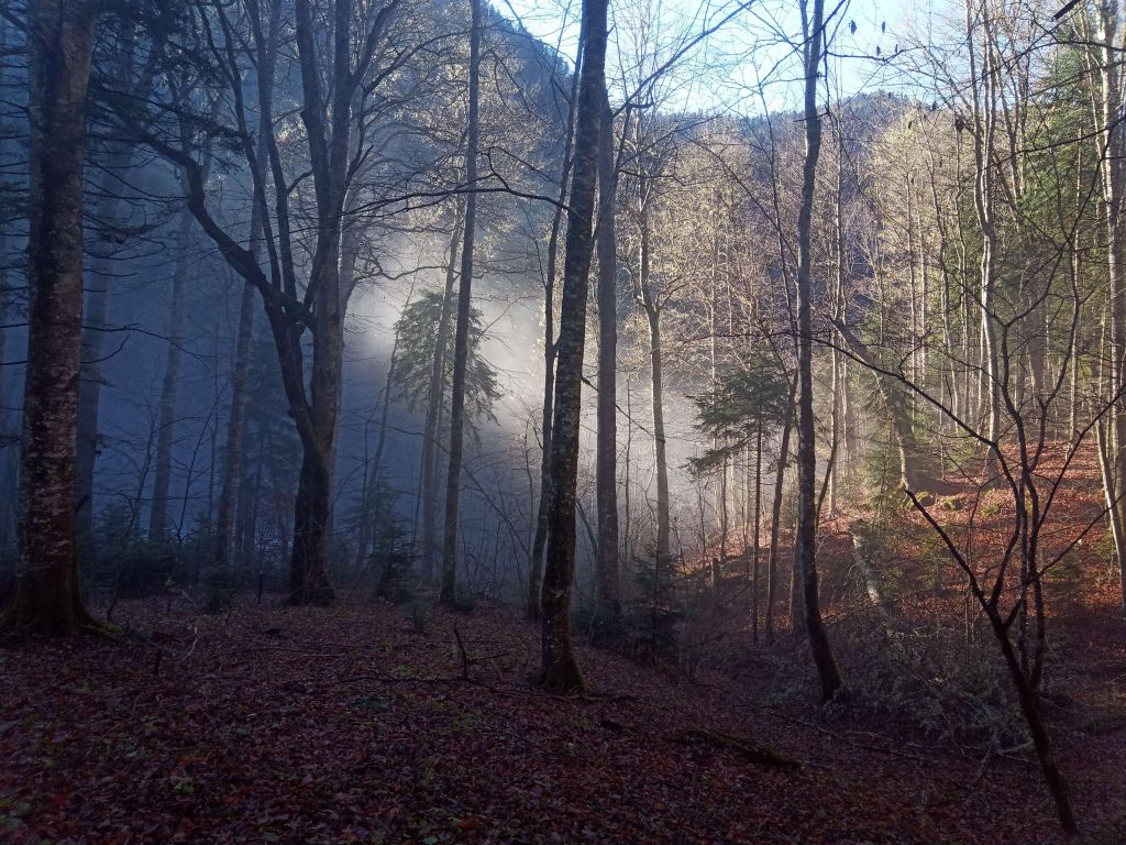 Светлая и темная сторона леса