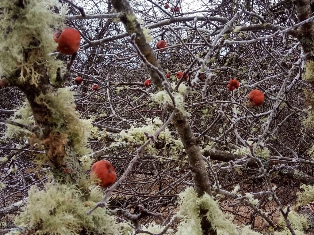 Вяленые дикие яблоки зимы