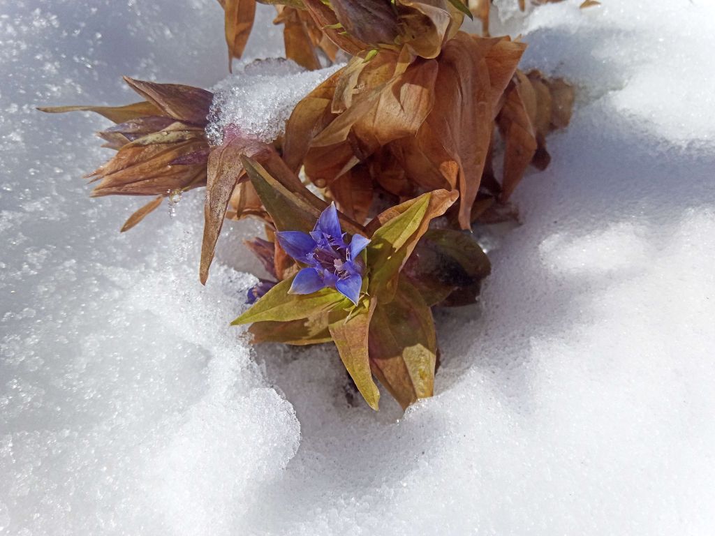 Первый снег присыпал осенние цветы